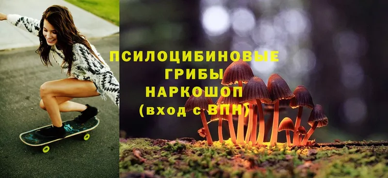 мега tor  Карпинск  Псилоцибиновые грибы Psilocybine cubensis 